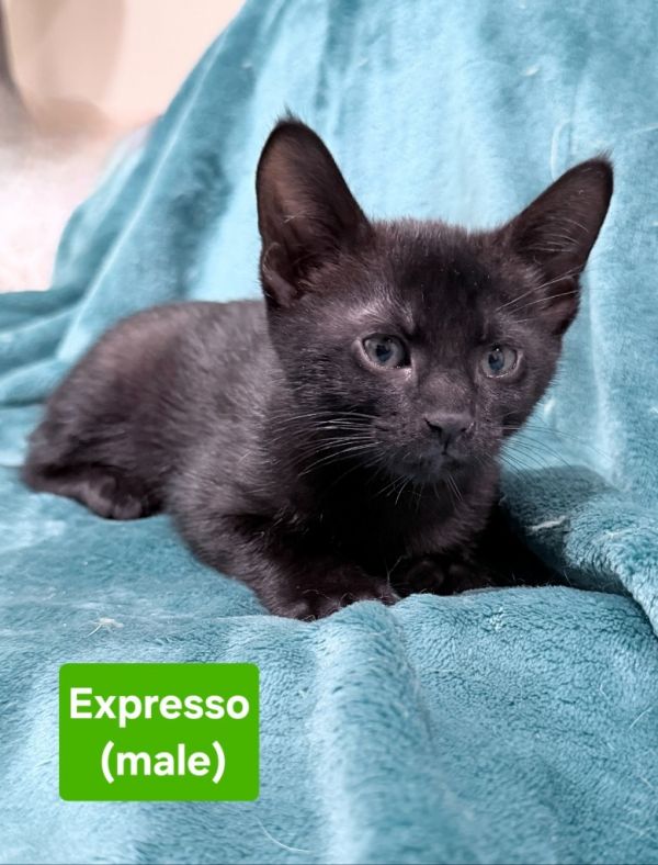 Expresso