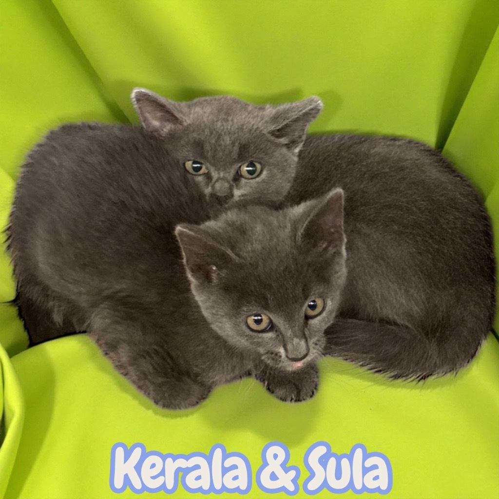 Sula