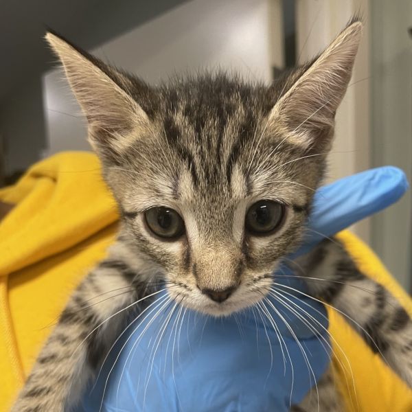 Macarthur thumbnail 2