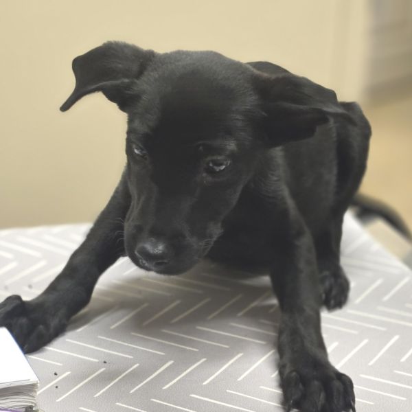 Cranberry thumbnail 2