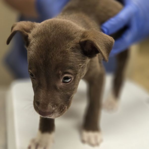 Coco Puffs thumbnail 2