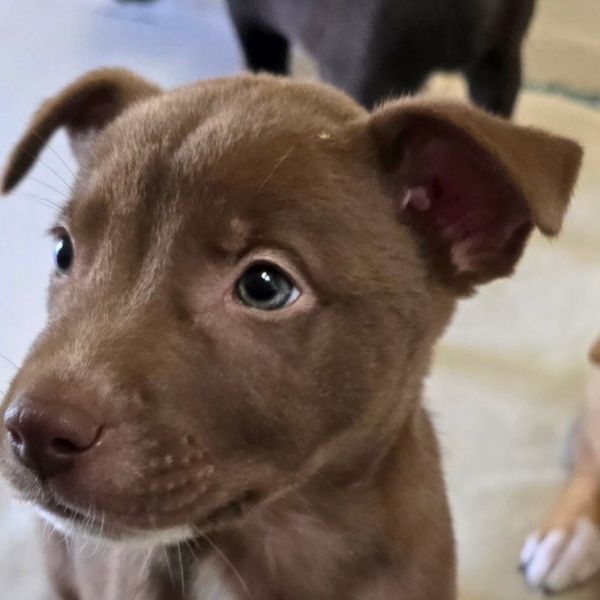 Coco Puffs thumbnail 3