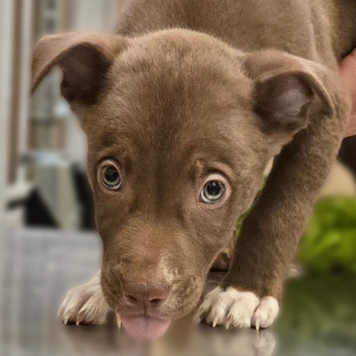 Coco Puffs thumbnail 4