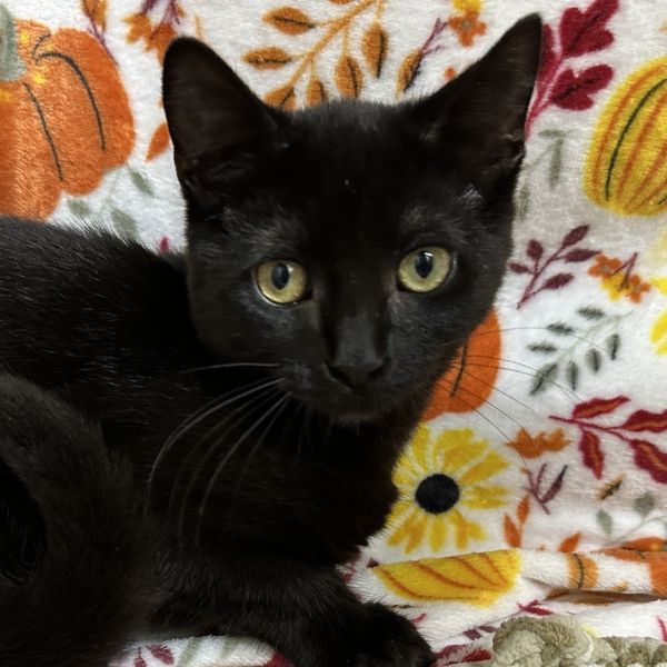 Tater Tot thumbnail 2