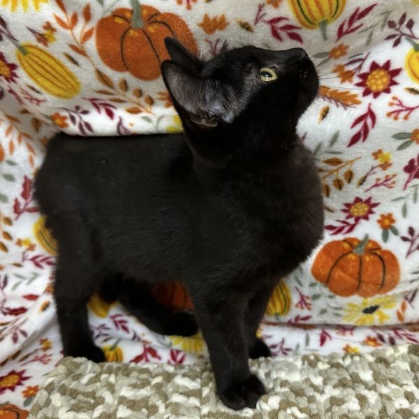 Tater Tot thumbnail 3