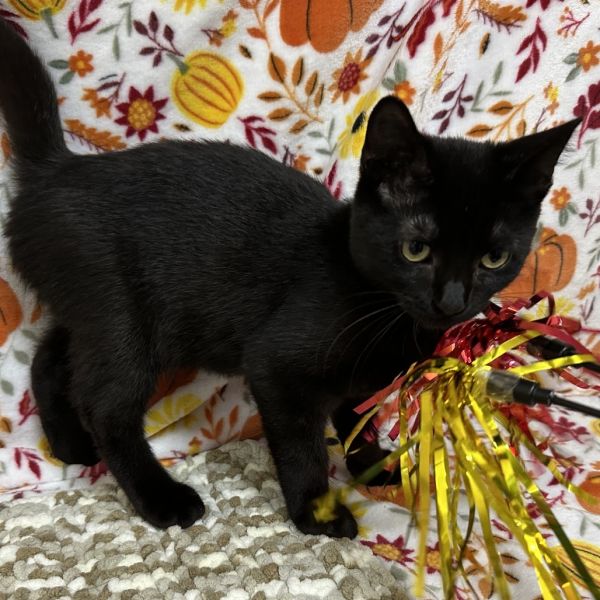 Tater Tot thumbnail 5