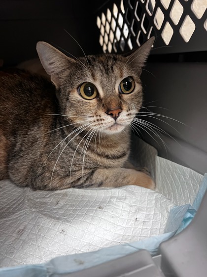 Butter aka Butter Girl