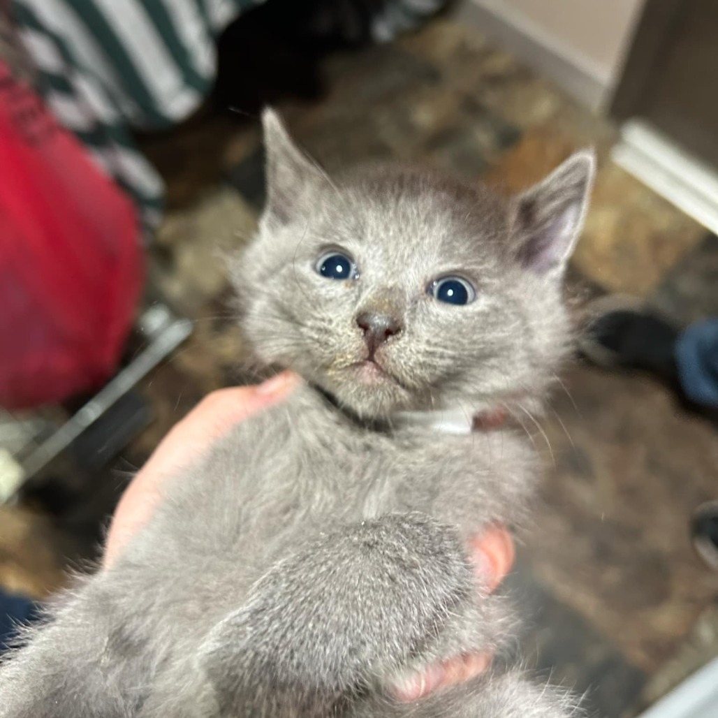 Pebbles (turquoise collar)