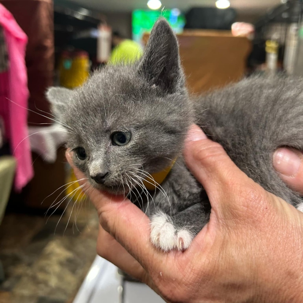 Penny (yellow collar)