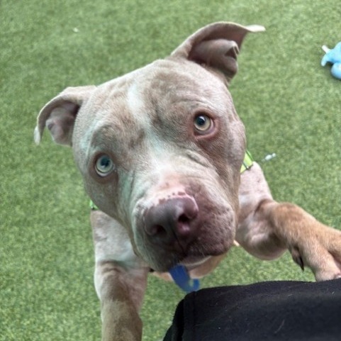 Cassowary thumbnail 2