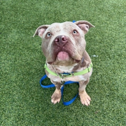 Cassowary thumbnail 3