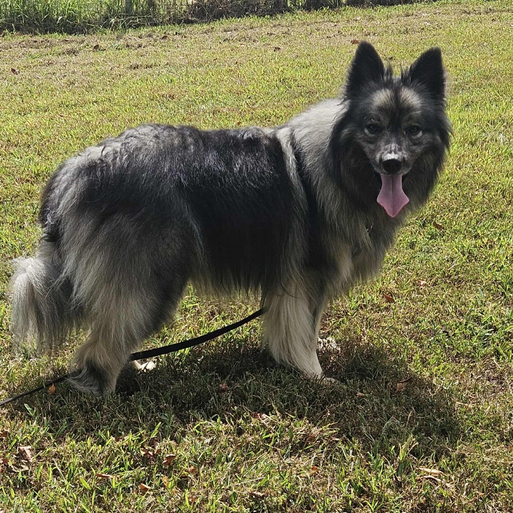 Schnitzel, an adoptable Keeshond in Jackson, MO, 63755 | Photo Image 1