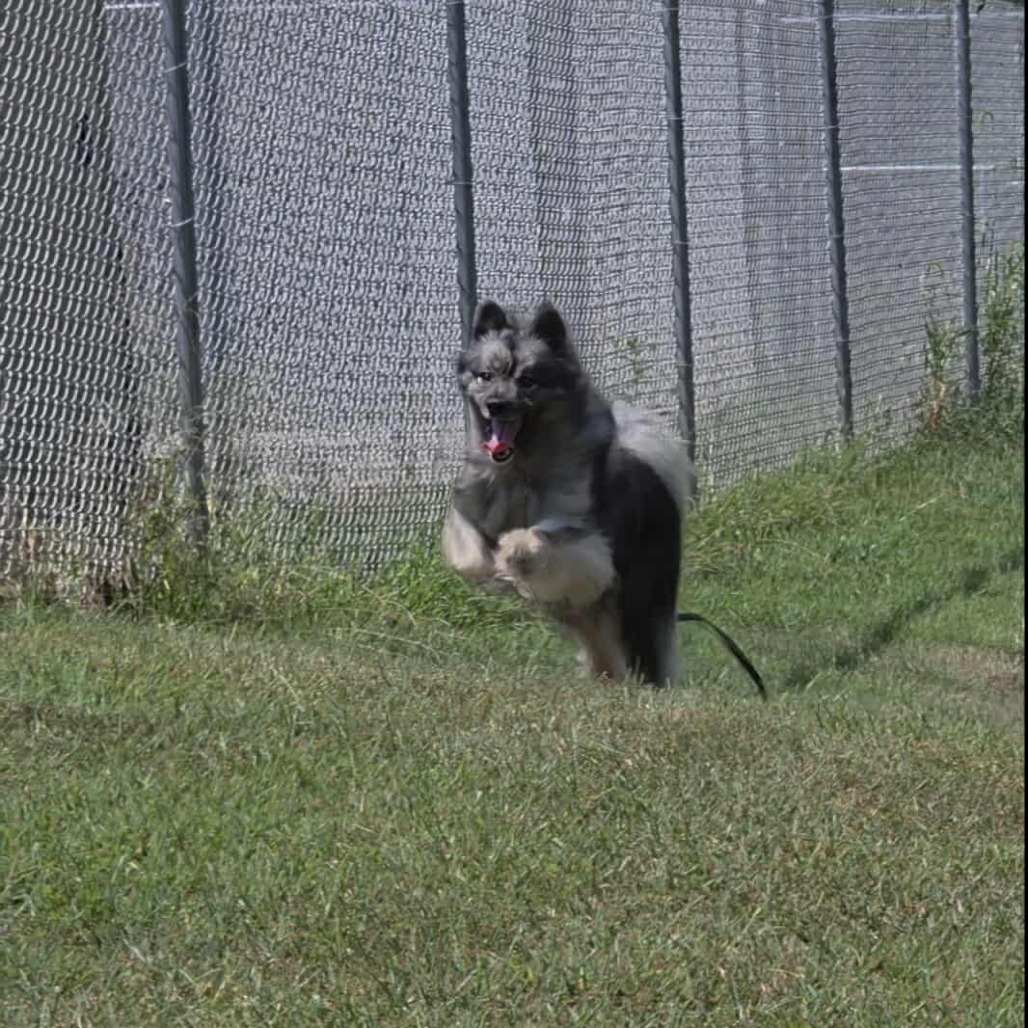 Schnitzel, an adoptable Keeshond in Jackson, MO, 63755 | Photo Image 2