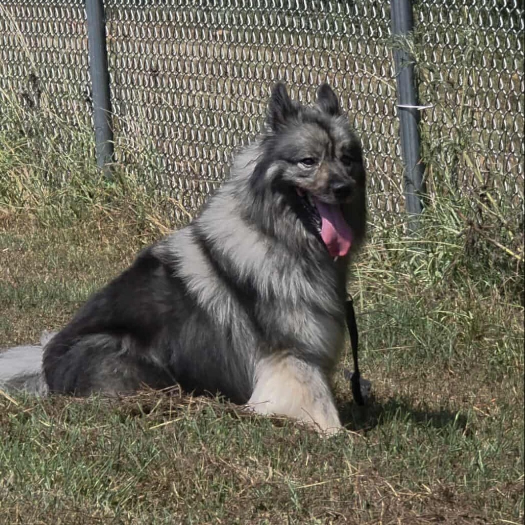 Schnitzel, an adoptable Keeshond in Jackson, MO, 63755 | Photo Image 3
