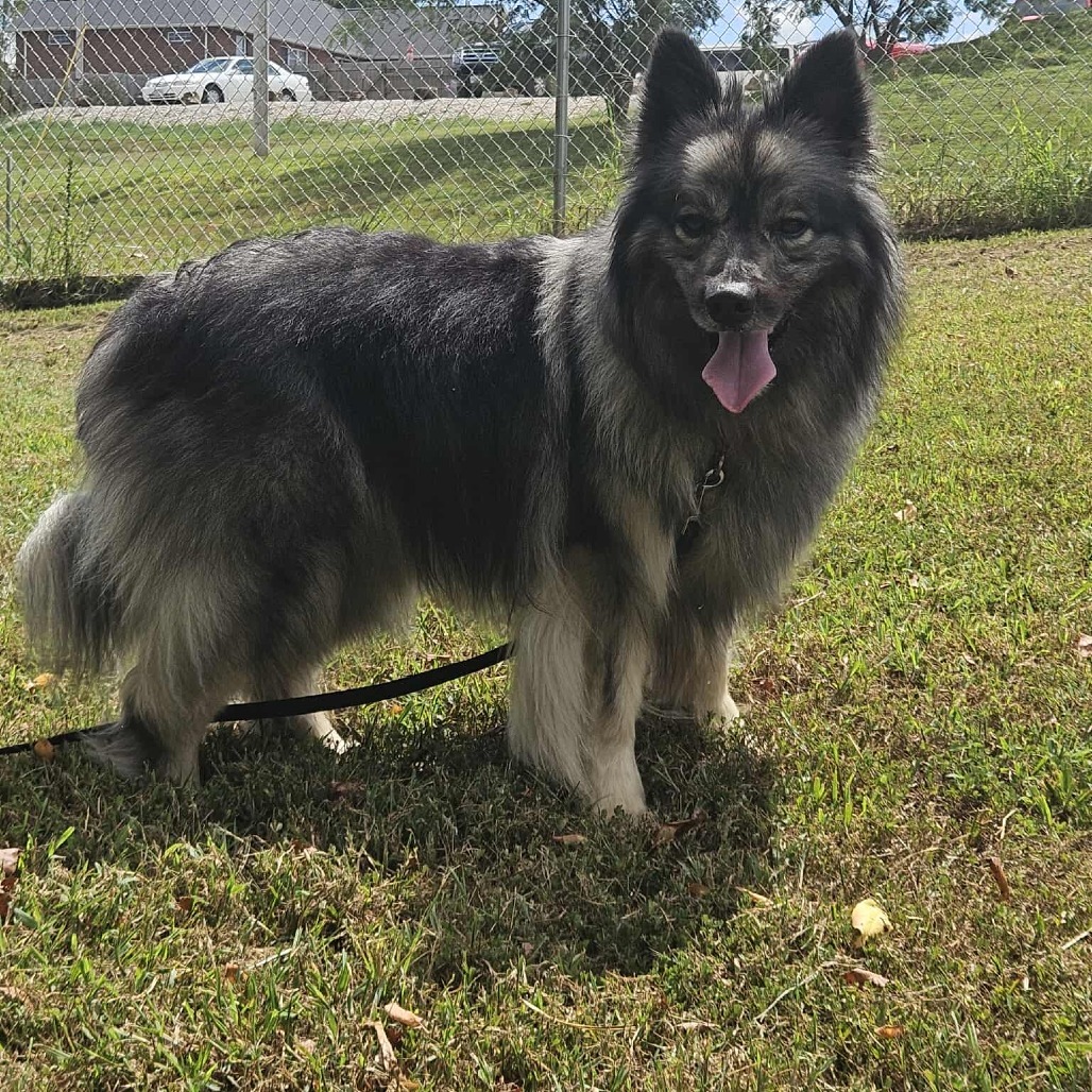 Schnitzel, an adoptable Keeshond in Jackson, MO, 63755 | Photo Image 4
