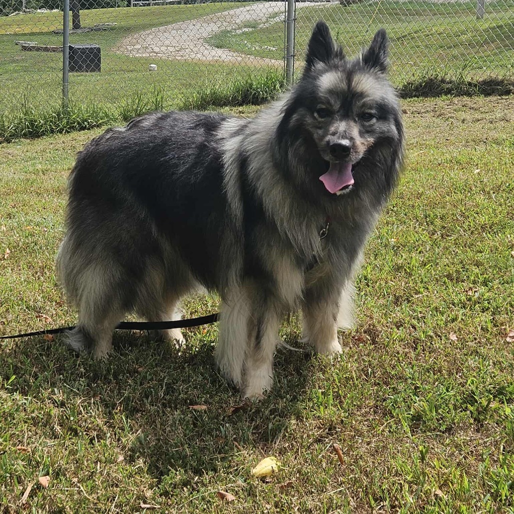Schnitzel, an adoptable Keeshond in Jackson, MO, 63755 | Photo Image 5