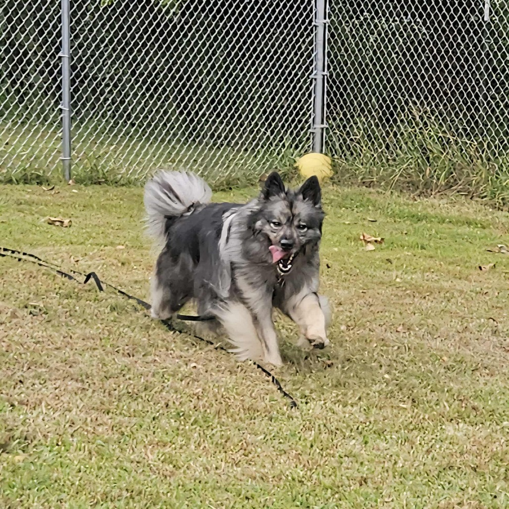 Schnitzel, an adoptable Keeshond in Jackson, MO, 63755 | Photo Image 6