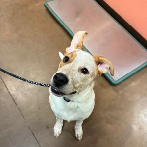 Lincoln - Energetic Boy! Good with Other Dogs!