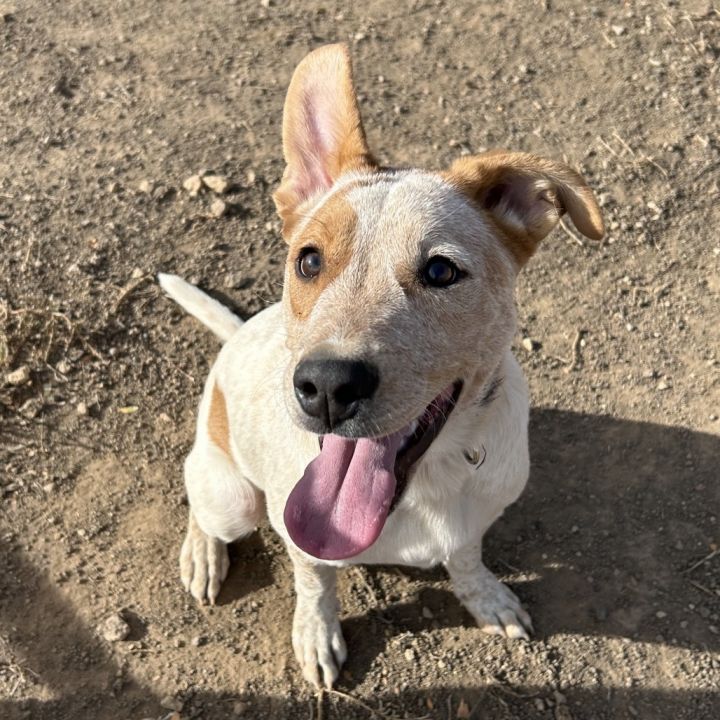 Lincoln - Energetic Boy! Good with Other Dogs! 2