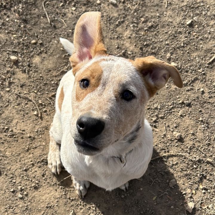 Lincoln - Energetic Boy! Good with Other Dogs! 3