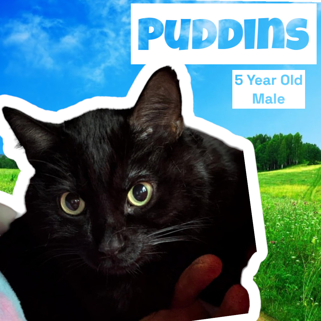 Puddins (Petco)