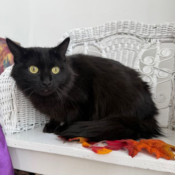 Pawdrey Hepburn thumbnail 2