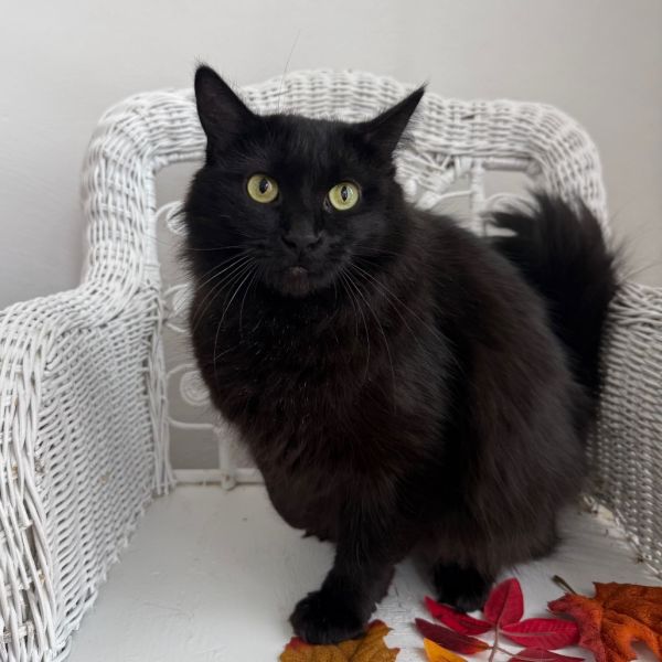 Pawdrey Hepburn thumbnail 3