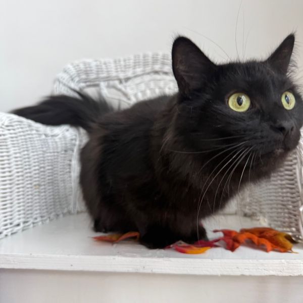 Pawdrey Hepburn thumbnail 4