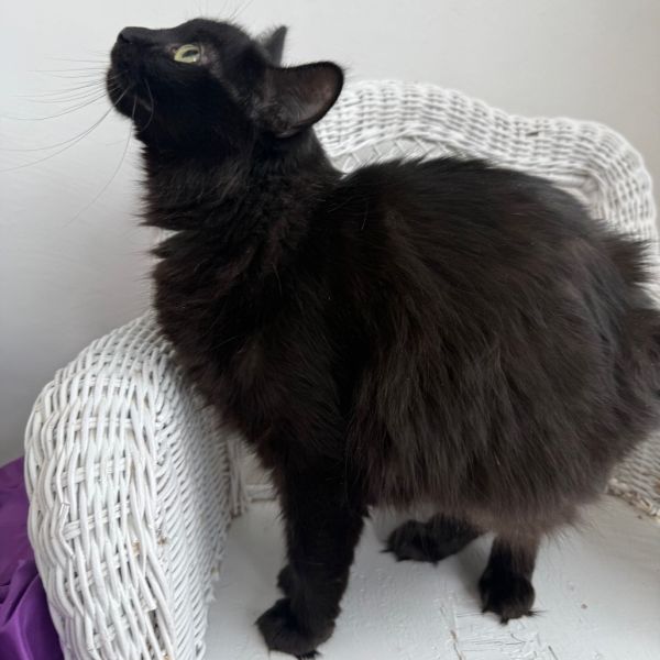 Pawdrey Hepburn thumbnail 5