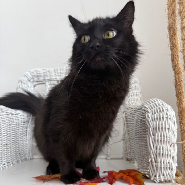 Pawdrey Hepburn thumbnail 6