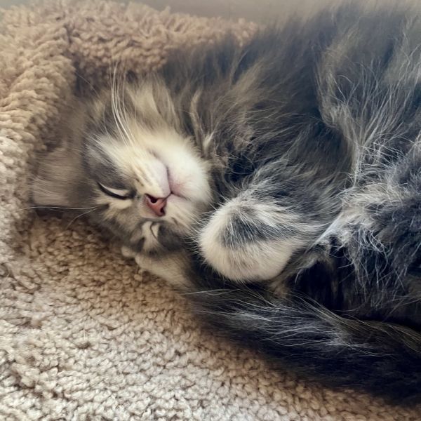 Stan The Man A thumbnail 2