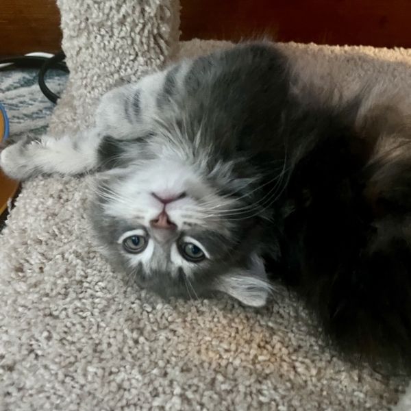 Stan The Man A thumbnail 3