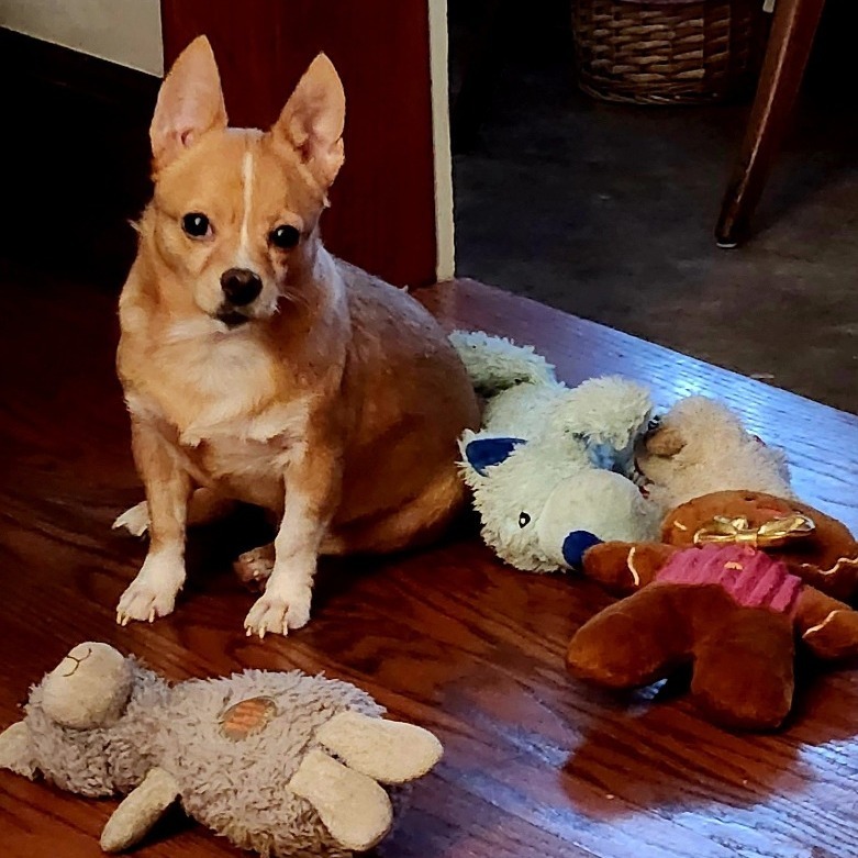 Brooklyn *My Adoption is Pending!*