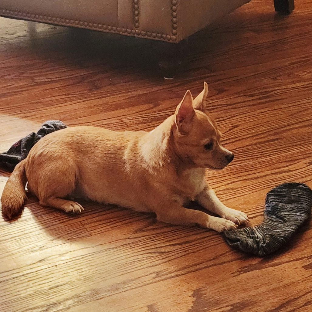 Brooklyn *My Adoption is Pending!*