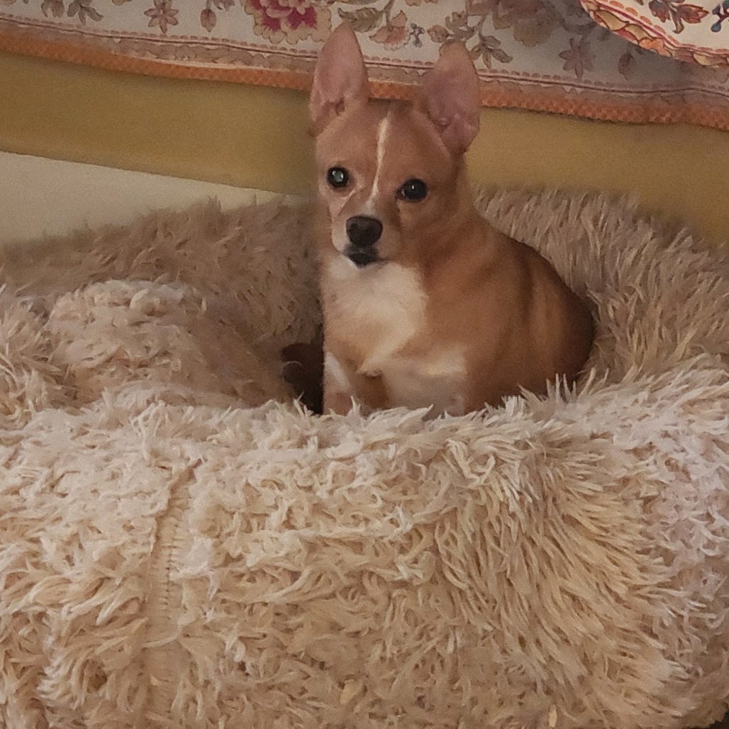 Brooklyn *My Adoption is Pending!*