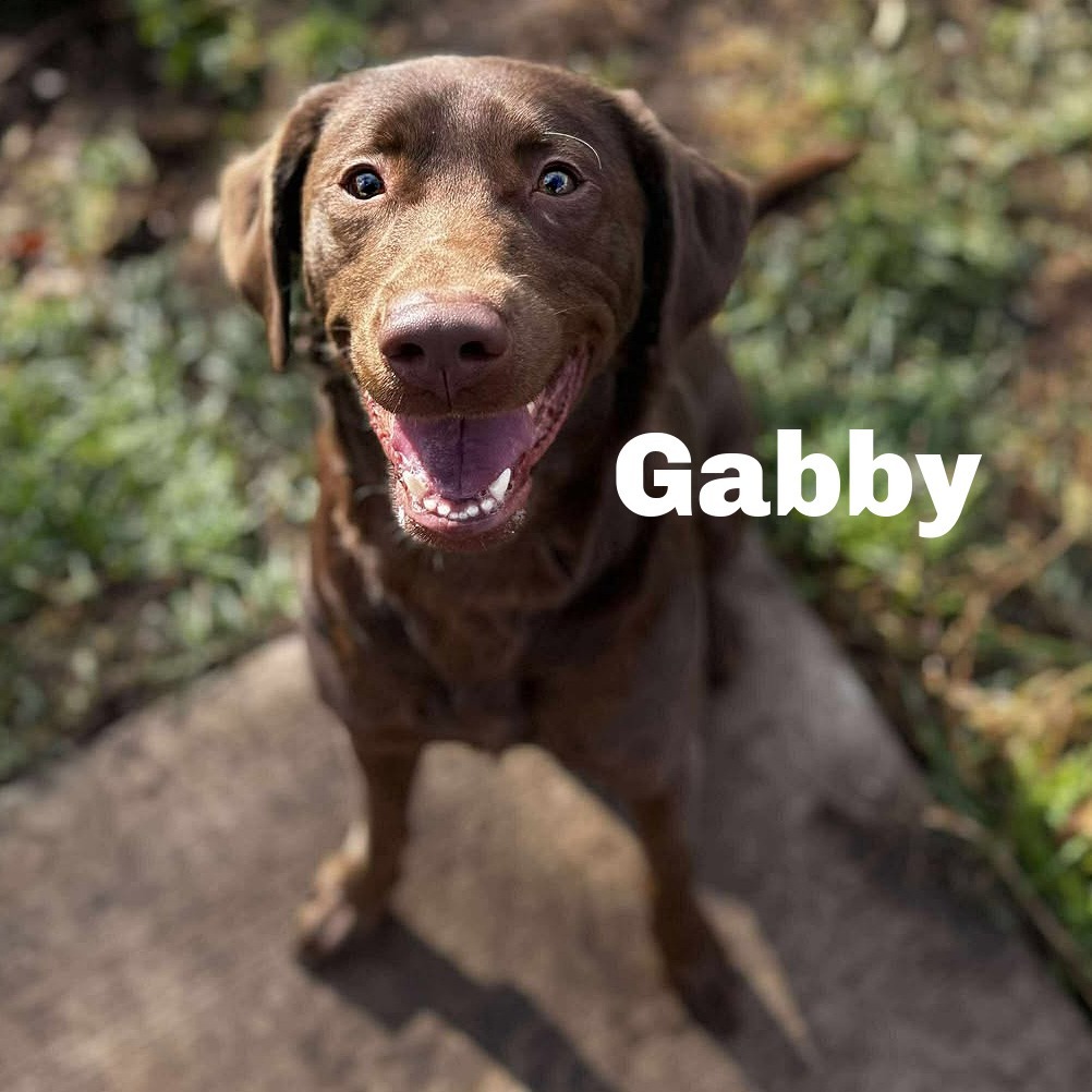 Gabby 250947, an adoptable Chocolate Labrador Retriever, Mixed Breed in Escanaba, MI, 49829 | Photo Image 1