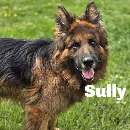 Sully 250423, an adoptable German Shepherd Dog in Escanaba, MI, 49829 | Photo Image 1