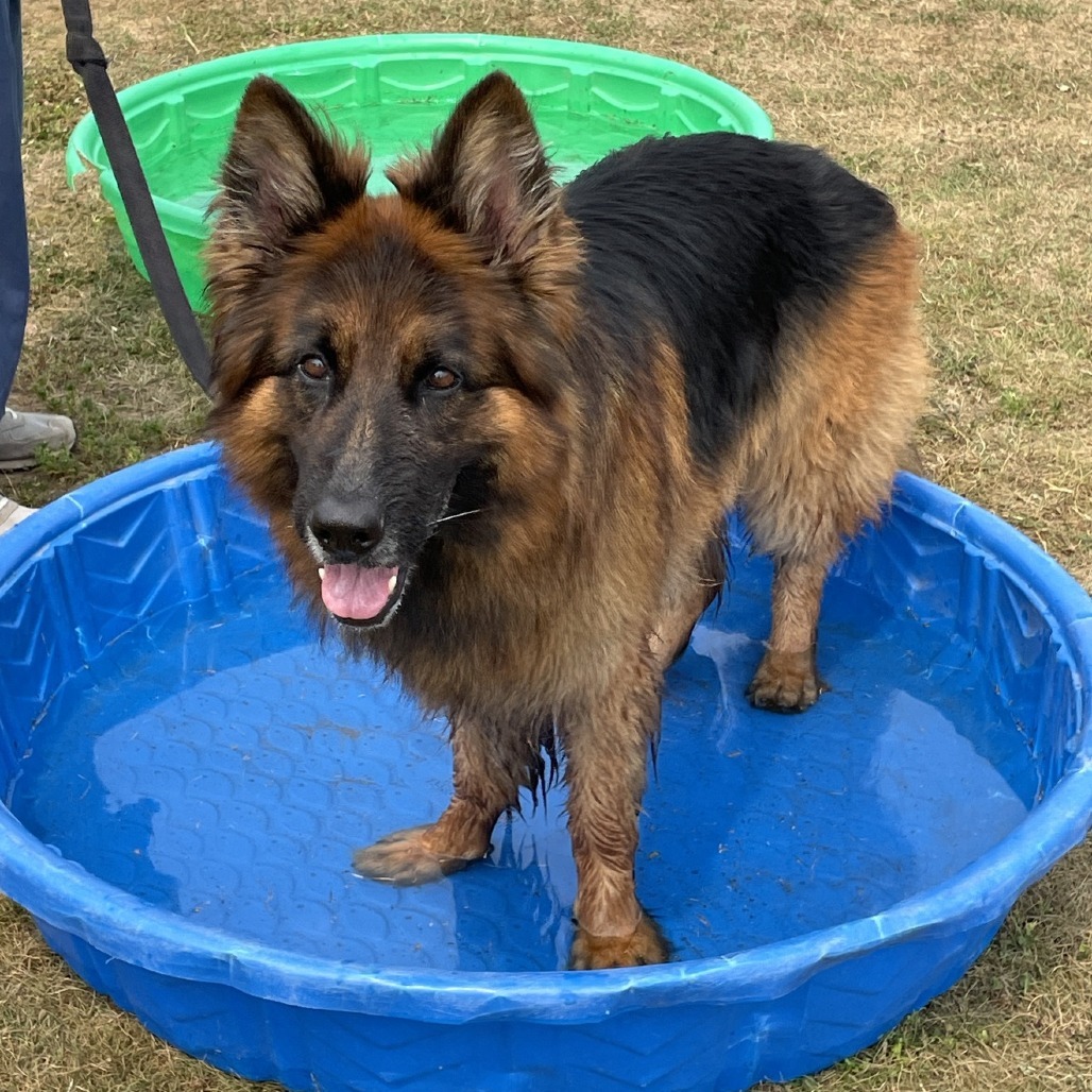 Sully 250423, an adoptable German Shepherd Dog in Escanaba, MI, 49829 | Photo Image 3