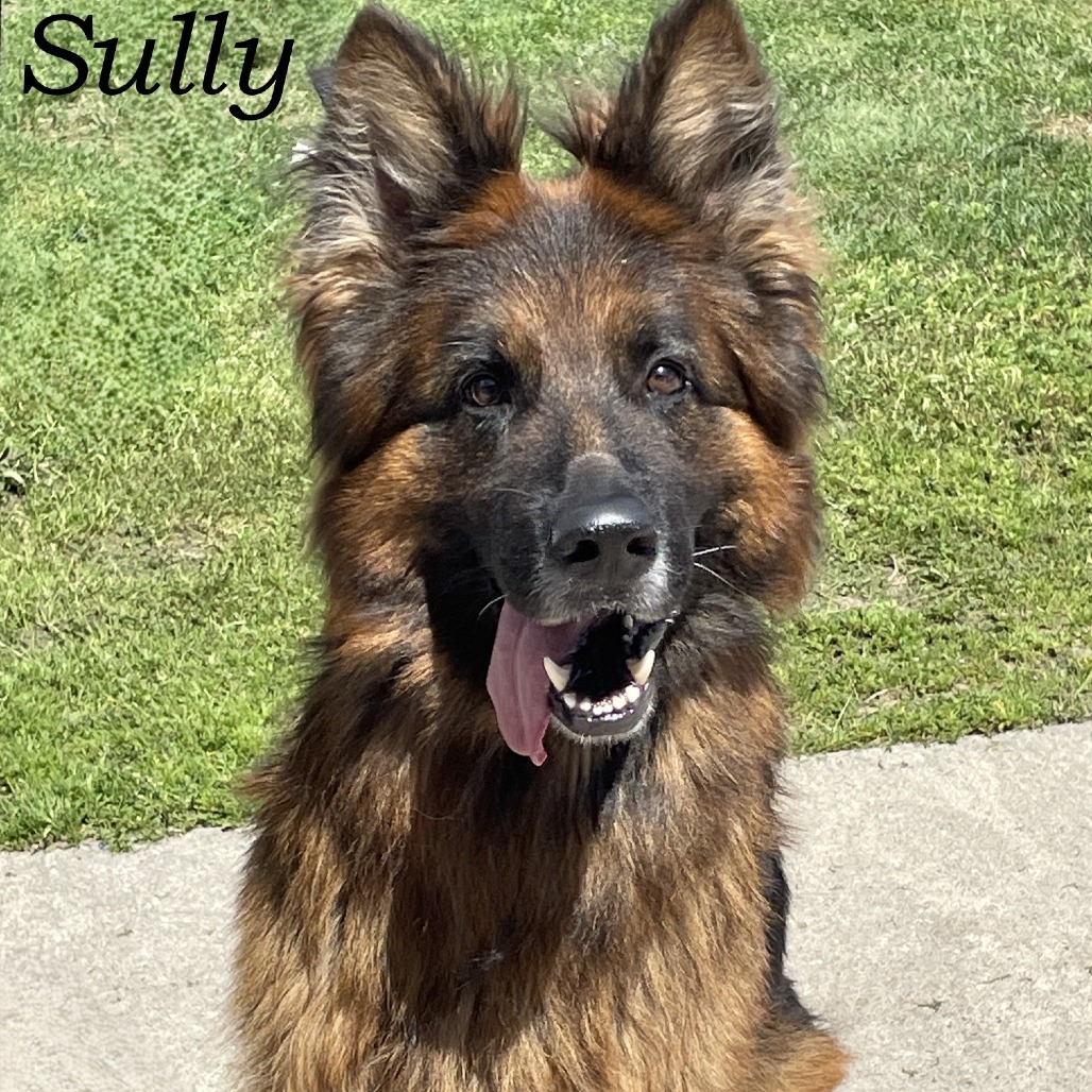 Sully 250423, an adoptable German Shepherd Dog in Escanaba, MI, 49829 | Photo Image 4