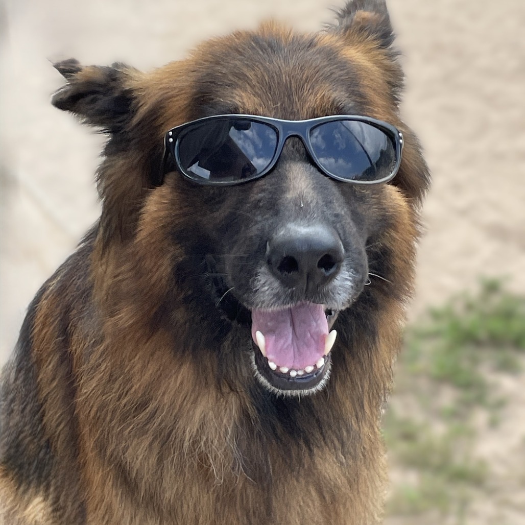 Sully 250423, an adoptable German Shepherd Dog in Escanaba, MI, 49829 | Photo Image 5