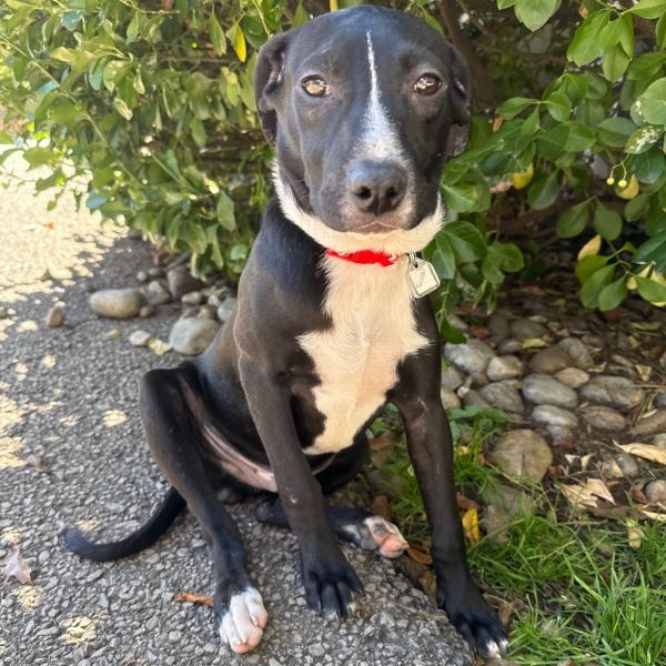 Goody Bag Pup: Twizzler thumbnail 3