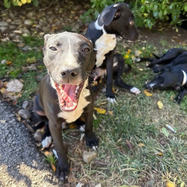 Goody Bag Pup: Twizzler thumbnail 4