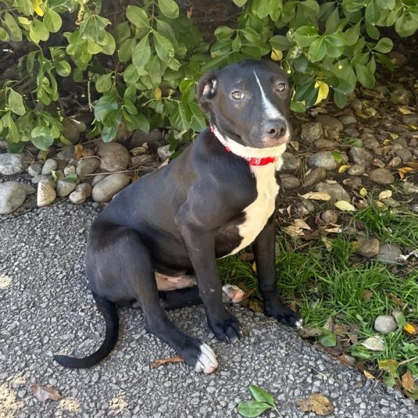 Goody Bag Pup: Twizzler thumbnail 5