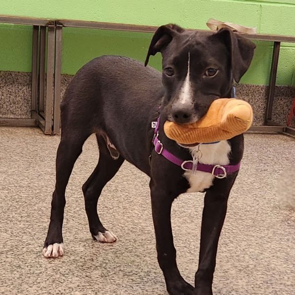 Goody Bag Pup: Twizzler thumbnail 6