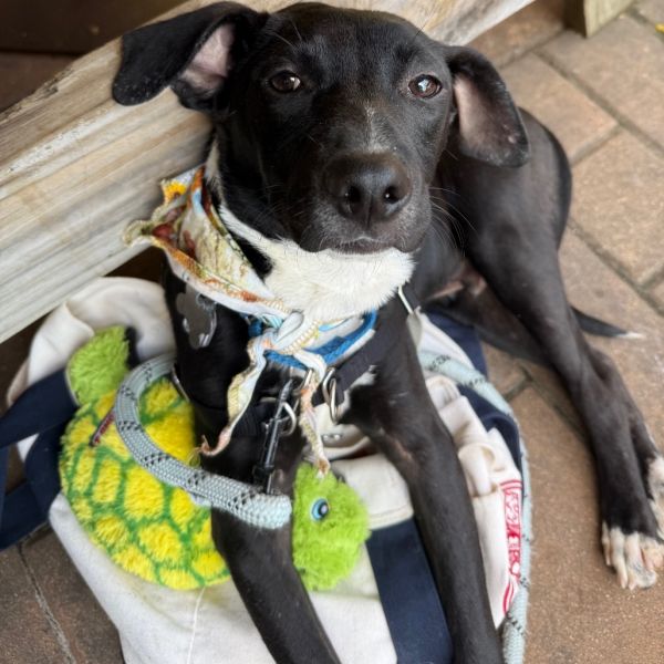 Goody Bag Pup: Smartie