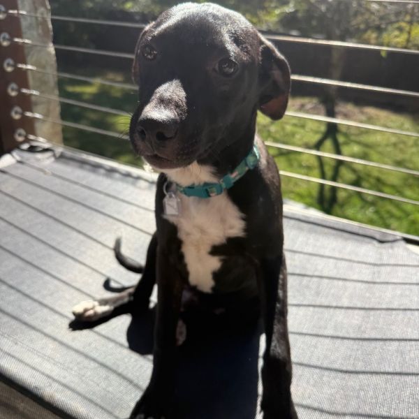 Goody Bag Pup: Smartie thumbnail 3