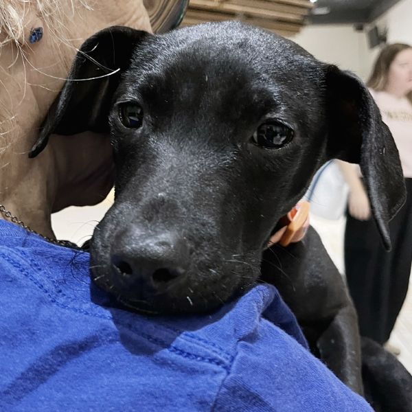 Goody Bag Pup: Starburst thumbnail 2