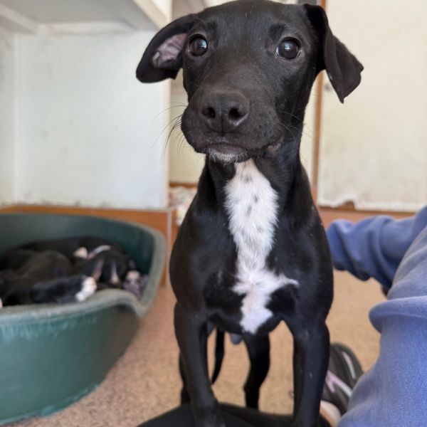 Goody Bag Pup: Starburst thumbnail 6