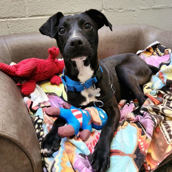 Goody Bag Pup: Whopper