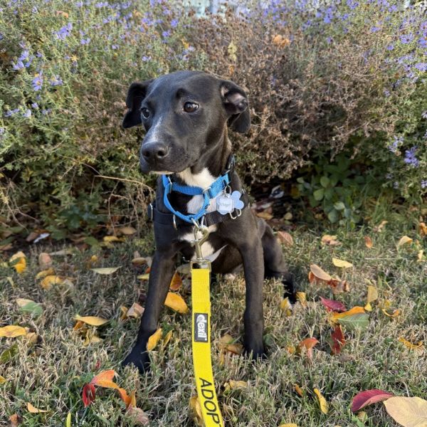 Goody Bag Pup: Whopper thumbnail 2